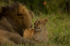 lion